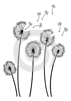 Dandelion wind blow background. Black silhouette with flying dandelion buds on white. Abstract flying blow dandelion