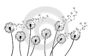 Dandelion wind blow background. Black silhouette with flying dandelion buds on a white. Abstract flying seeds. Floral