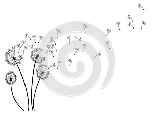 Dandelion wind blow background. Black silhouette with flying dandelion buds on white. Abstract flying blow dandelion