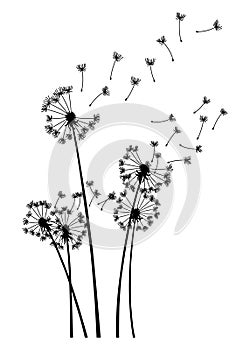 Dandelion wind blow background. Black silhouette with flying dandelion buds on white. Abstract flying blow dandelion