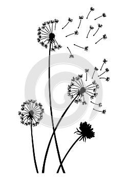 Dandelion wind blow background. Black silhouette with flying dandelion buds on white. Abstract flying blow dandelion