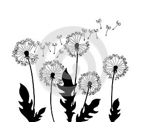 Dandelion wind blow background. Black silhouette with flying dandelion buds on a white. Abstract flying seeds