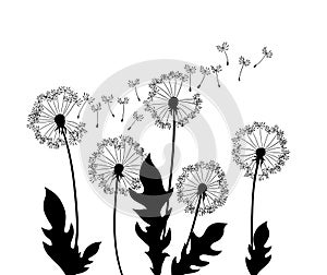 Dandelion wind blow background. Black silhouette with flying dandelion buds on a white. Abstract flying seeds