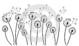 Dandelion wind blow background. Black silhouette with flying dandelion buds on white. Abstract flying seeds. Decorative