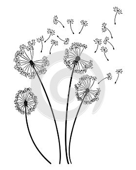 Dandelion wind blow background. Black silhouette with flying dandelion buds on white. Abstract flying seeds. Decorative