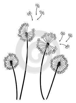 Dandelion wind blow background. Black silhouette with flying dandelion buds on white. Abstract flying seeds. Decorative