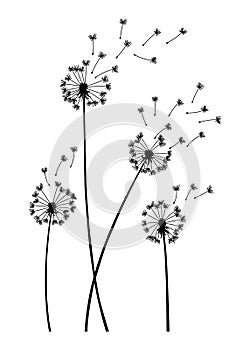 Dandelion wind blow background. Black silhouette with flying dandelion buds on white. Abstract flying seeds. Decorative