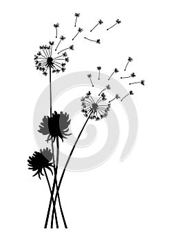 Dandelion wind blow background. Black silhouette with flying dandelion buds on white. Abstract flying seeds. Decorative