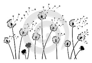 Dandelion wind blow background. Black silhouette with flying dandelion buds on white. Abstract flying seeds. Decorative