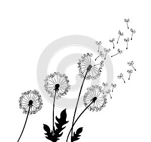 Dandelion wind blow background. Black silhouette with flying dandelion buds on a white. Abstract flying seeds. Floral