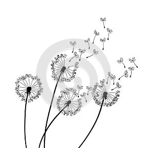 Dandelion wind blow background. Black silhouette with flying dandelion buds on a white. Abstract flying seeds. Floral