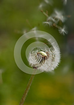 With a dandelion from the wind blowing fluffs