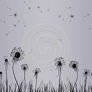Dandelion wind in grass
