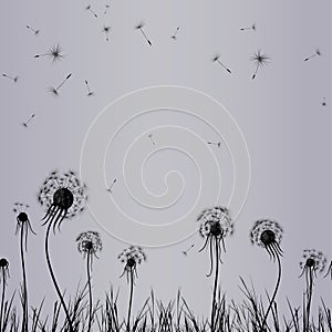 Dandelion wind in grass