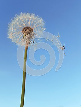 Dandelion Wind Polination