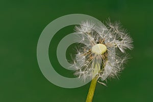 Dandelion Wind Propagation