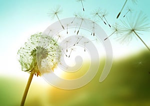 Dandelion In The Wind photo