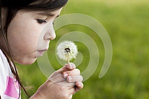 Dandelion Wish