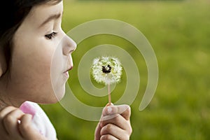 Dandelion Wish