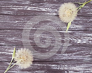Dandelion on a wooden background