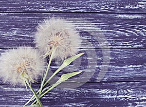 Dandelion delicate season antique summer softness on a wooden background flimsy