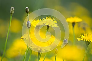 Dandelion yellow fiel in the summer close-up, beautiful nature