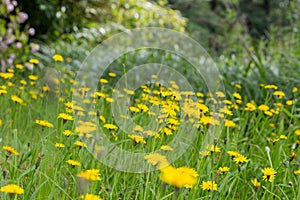 Dandelion yellow fiel in the summer close-up, beautiful nature