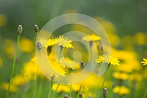 Dandelion yellow fiel in the summer close-up, beautiful nature