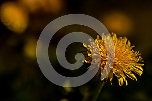 Dandelion yellow field flower petals