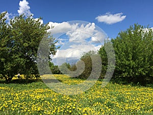 Dandelion yellow field with green trees and senie with white clouds sky.