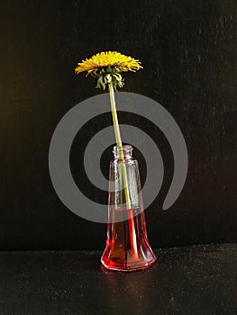 Dandelion yellow flower arranged vase still life studio lighting