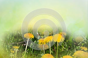 Dandelion yellow flower growing in spring time on the green grass with sun rays. Morning time. Space for text. Sping or summer