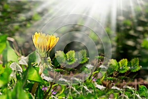 Dandelion yellow flower growing in spring time on the green grass with sun rays. Morning time. Space for text. Sping or summer