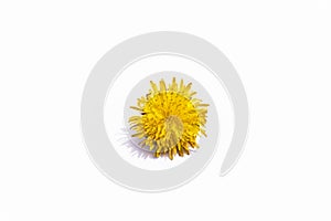 Dandelion yellow flower isolated on white background. Flat lay, top view.