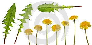 Dandelion yellow flower on stem  and green leaf set isolated on white background