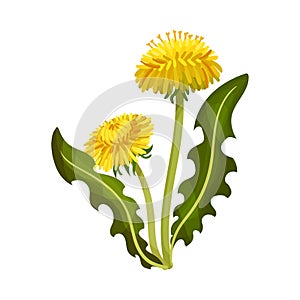 Dandelion Yellow Flower on Stem with Green Leaves Isolated on White Background Vector Illustration