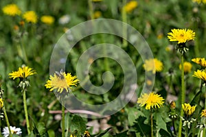 Dandelion yellow flowers in the field with blurred green grass background.