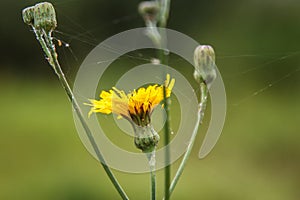 Dandelion yellow macro, web macro.