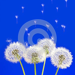 Dandelions