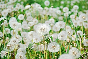 Dandelions