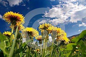 Dandelions