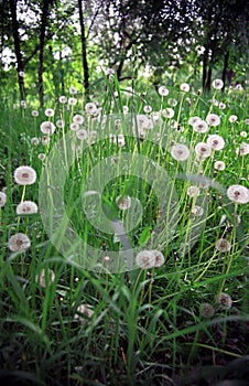 Dandelions