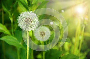 Dandelions photo