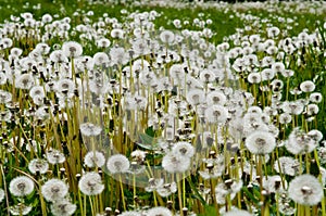 Dandelions