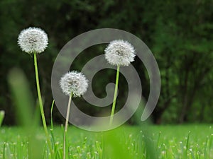 Dandelions