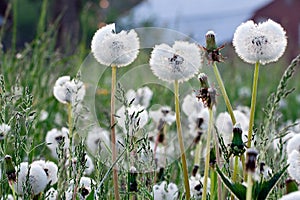 Dandelions