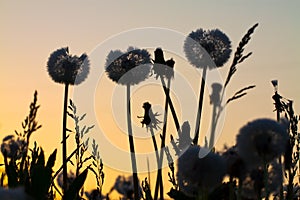 Dandelions