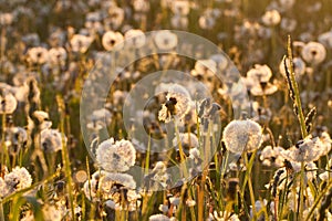 Dandelions