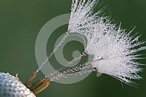 Dandelions