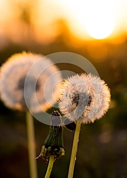 Dandelions